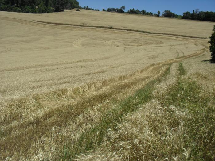 Conhe A Os Agroglifos De Ipua U Prefeitura De